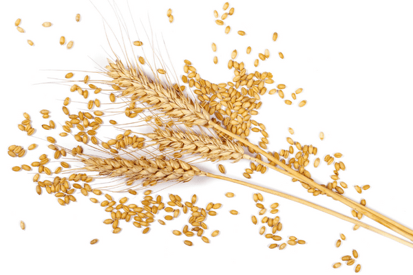 benefits of einkorn grain