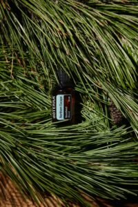 Pine essential oil bottle nestled on a pine bough.