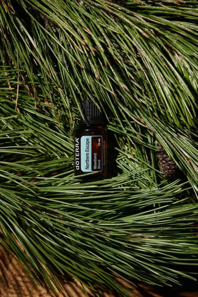 Pine essential oil bottle nestled on a pine bough.