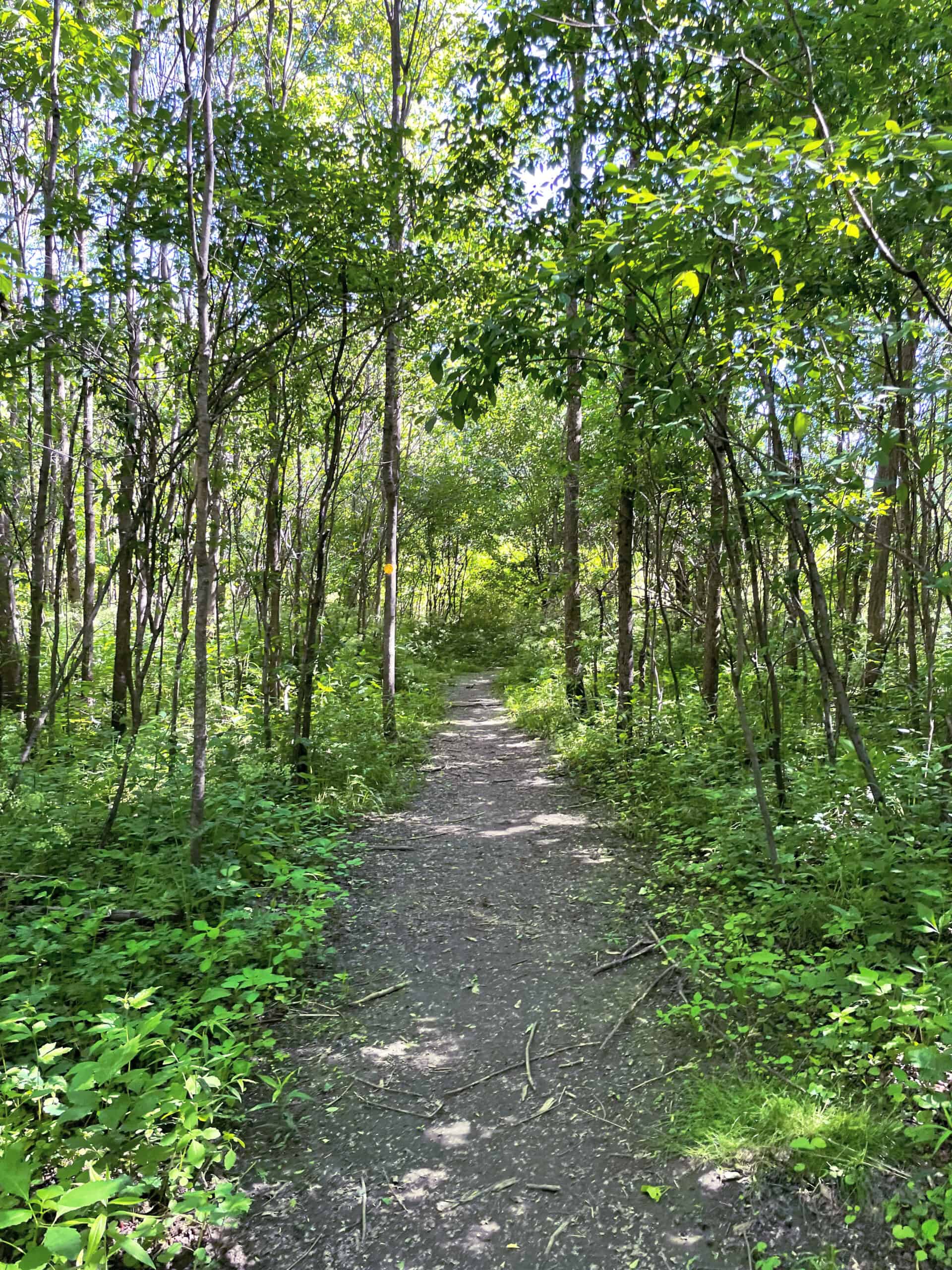 How Hiking Can Transform Your Fitness Routine