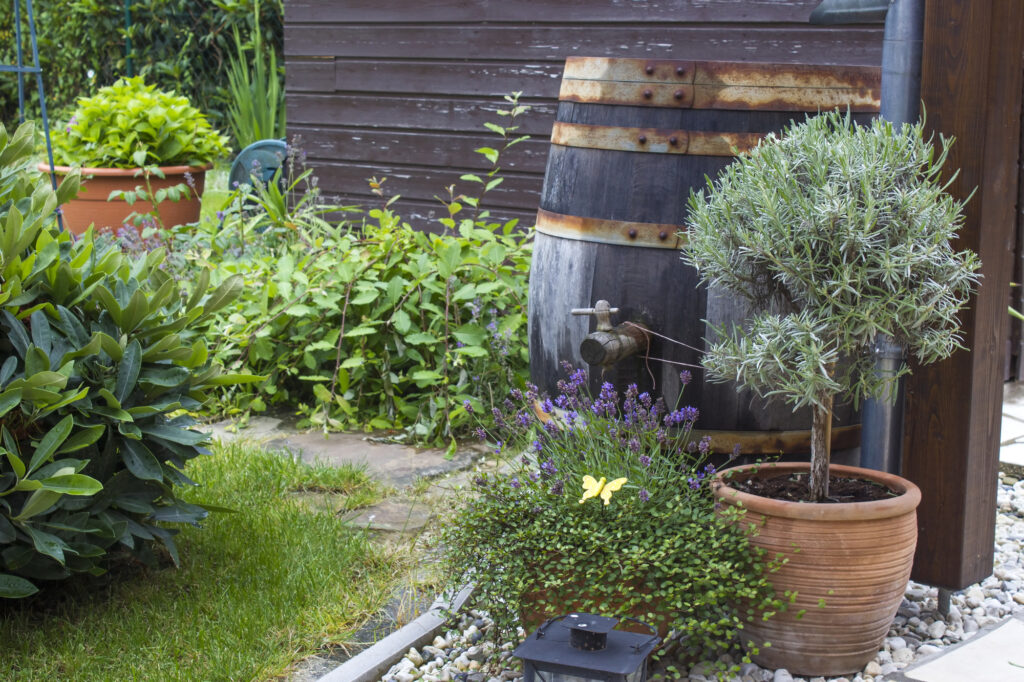 A rustic rain barried in a garden, surrounded by vegetation.