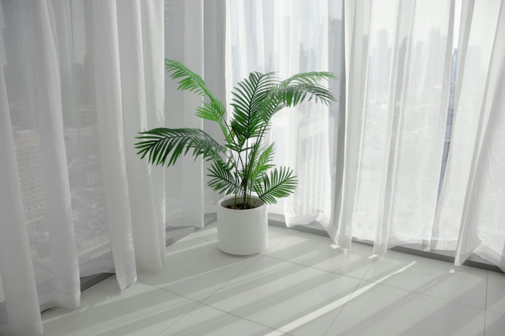 A tropical houseplant sitting in a corner by large windows and white curtains.