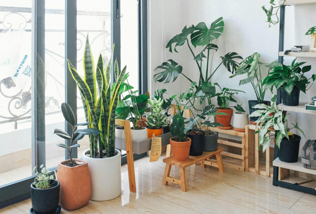 Living room with an assortment of houseplants.