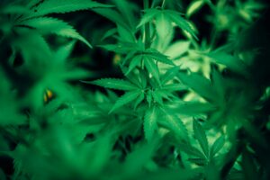 marijuana plants