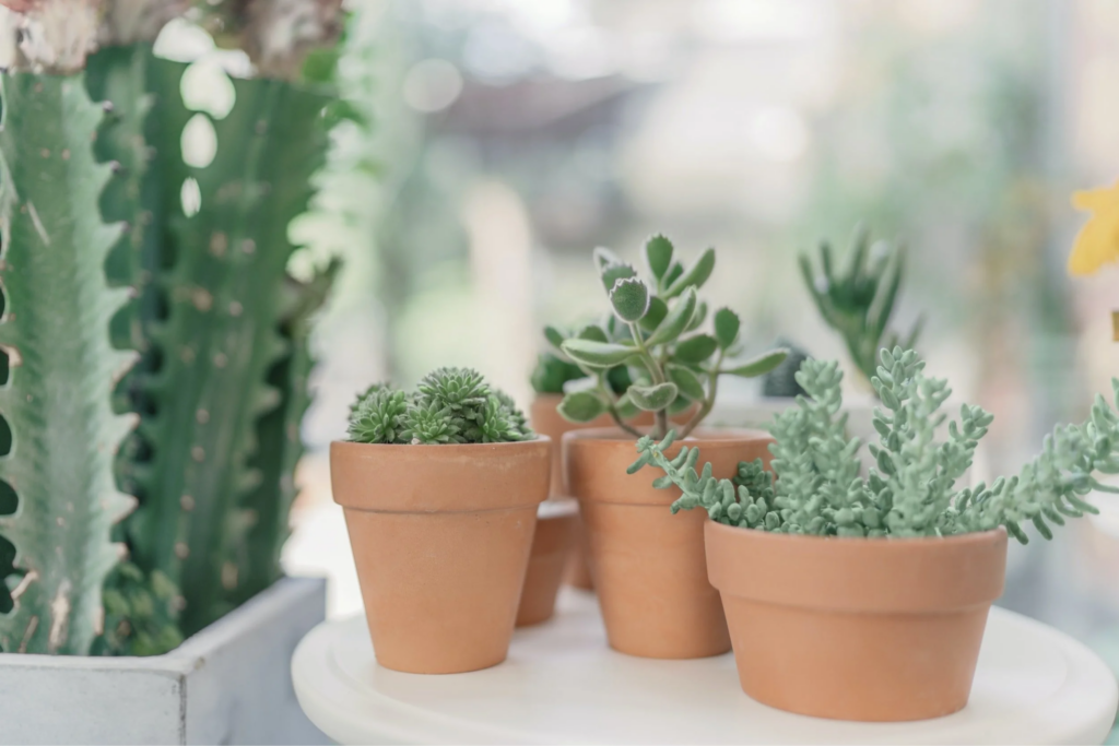 Houseplants on a windowsill.