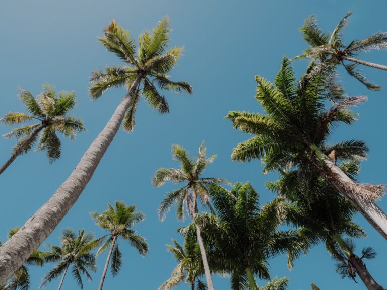 Palm trees against a blue sky.