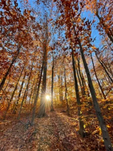 Phillipin Kill Preserve, Delmar, New York.