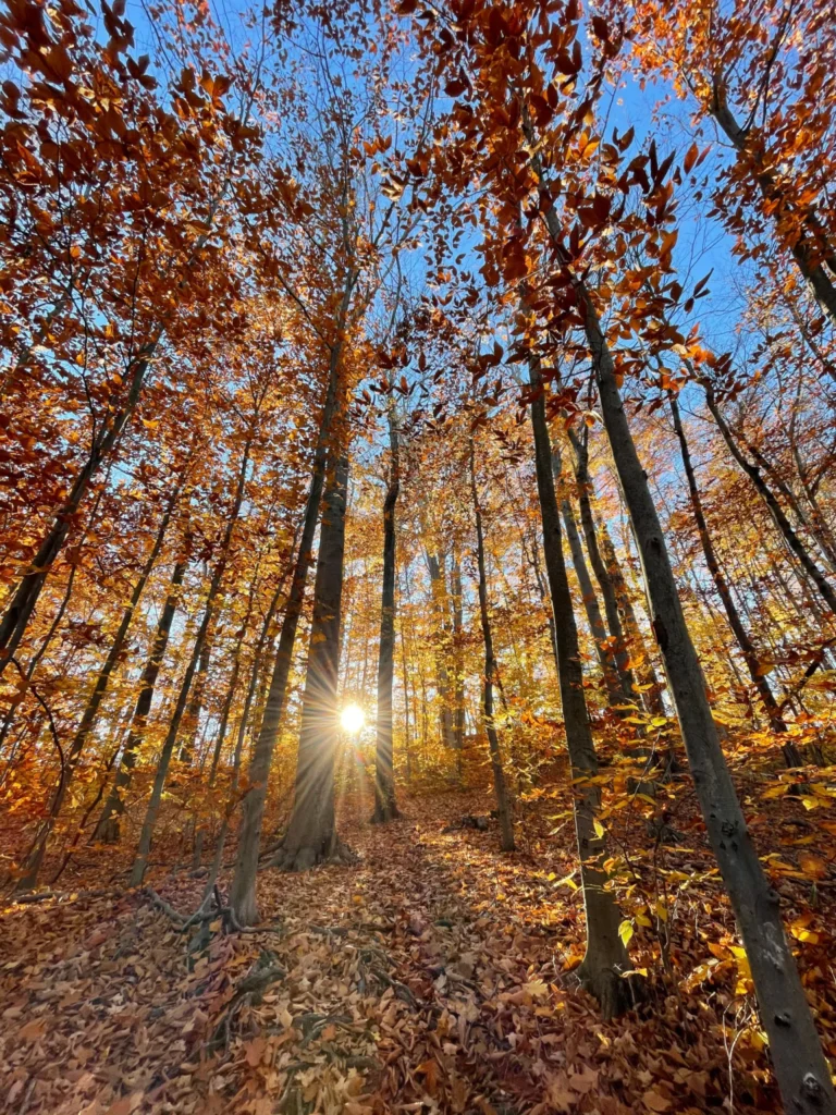 Phillipin Kill Preserve, Delmar, New York.